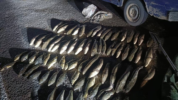 Шардара су қоймасынан 100 келіге жуық заңсыз ауланған балық тәркіленді