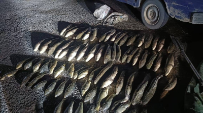 Шардара су қоймасынан 100 келіге жуық заңсыз ауланған балық тәркіленді