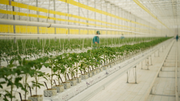 «Ecoculture-Eurasia» жылыжай кешені жылына 27 000 тонна өнім алуды жоспарлап отыр