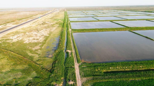 Қазақстанда суды аз қажет ететін жаңа күріш сорты шығарылды