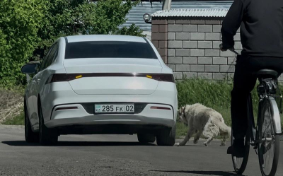 Жетісуда ер адам итті көлікке байлап сүйреген