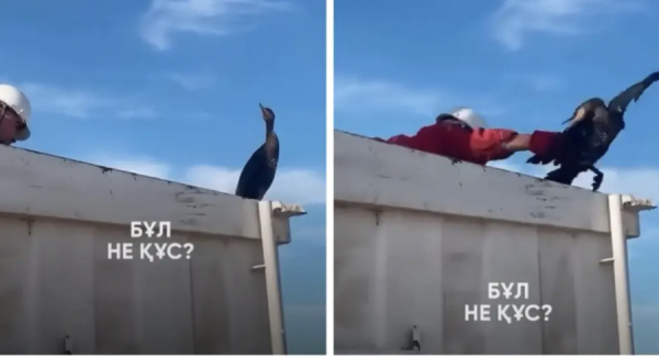 Суқұзғынды ұстаған жұмысшыға айыппұл салына ма?