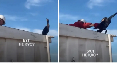 Суқұзғынды ұстаған жұмысшыға айыппұл салына ма?
