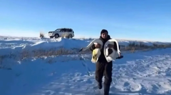 Аязда қалған аққуларды үйіне әкеліп баққан павлодарлық желі жұлдызына айналды (ВИДЕО)