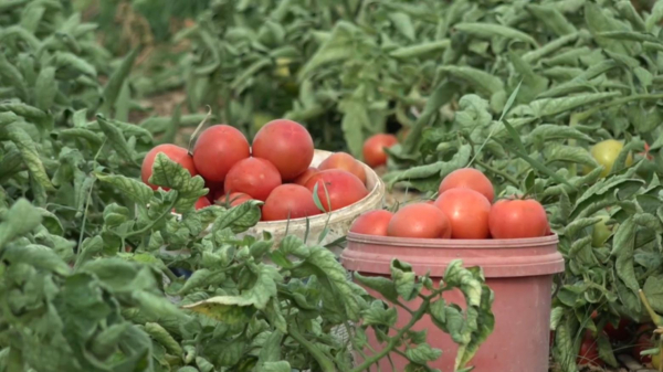 Түркістан облысында 114 мың гектар тамшылатып суарылады