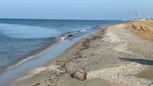 Итбалықтың қырылуына инфекция себеп болуы мүмкін