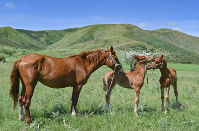 Асылтұқымды малдың пайдасы мол