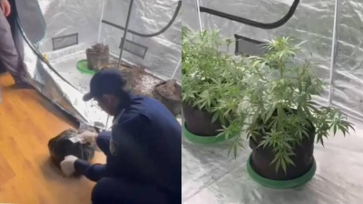 Алматыда тыйым салынған өсімдіктер өсірілген пәтер анықталды