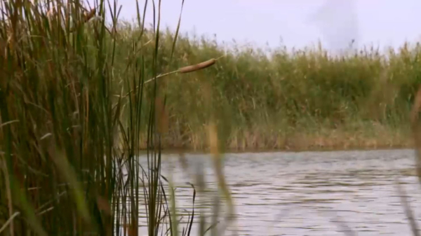 Қызылорда облысында қайраңда қалған балық құтқарылып жатыр