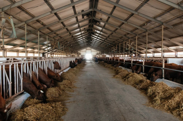 Атырау облысында ауыл шаруашылығы өнімдерінің жалпы шығарылымы 116,8 млрд теңгеге жетті