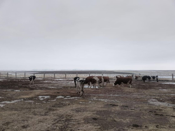 Ерейментау ауданында сүт өндірісі қарқынды дамып жатыр