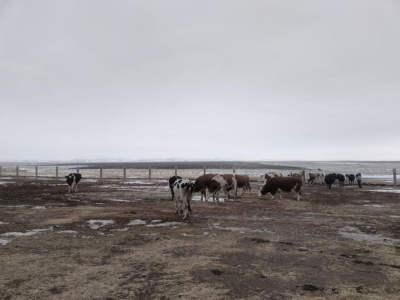 Ерейментау ауданында сүт өндірісі қарқынды дамып жатыр