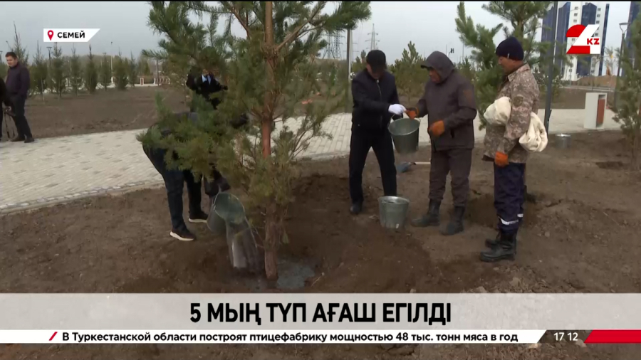 Семейде 5 мың түп ағаш егілді
