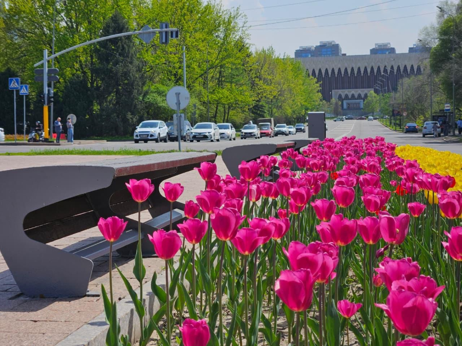Алматыда сәндік көгалдандыру ауқымы кеңейтіледі
