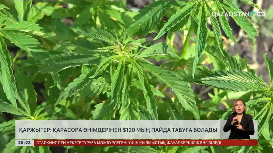 Енді елімізде қарасора өндірістік мақсатта пайдаланылмақ